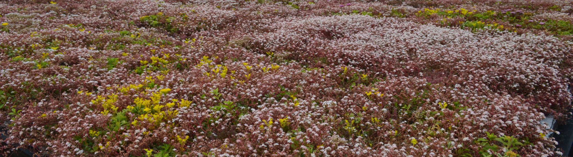 Planning Permission PODS Cornwall Seduum Roof 2000x550 - Planning Permission